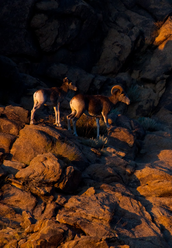 Argali At Sunset